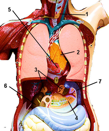 Endocrine Glands