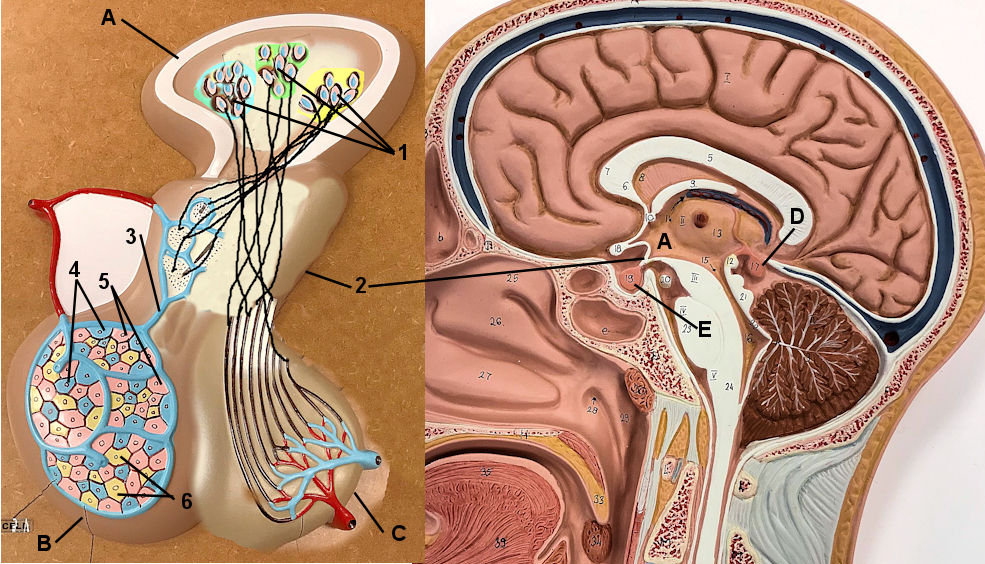 Endocrine structures of the brain