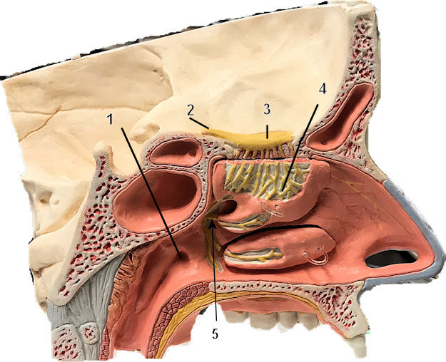 Nose